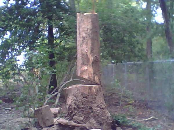 deep notched stump
