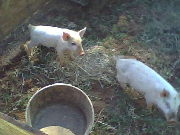 piglets
These are my two little pig'its, as my daughter calls them. They are reportedly half russian boar, quarter landrace, and quarter poland china.
Keywords: pig piglet boar sow gilt barrow farm animal hog swine