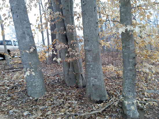 Beech trees in SC
