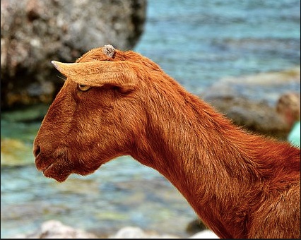 Goat_Orange.jpeg