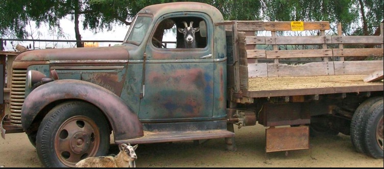 Goat_and_Truck.jpeg
