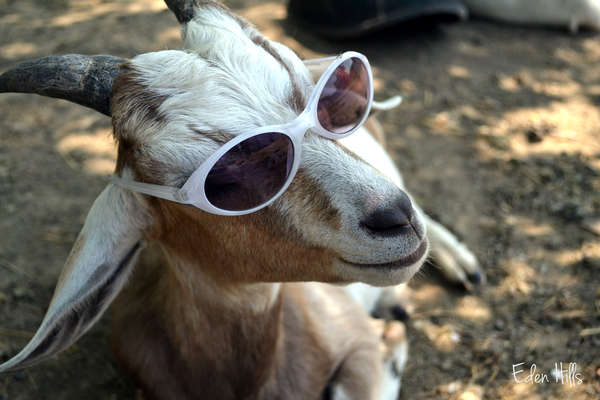 Goat_with_Glasses.jpg