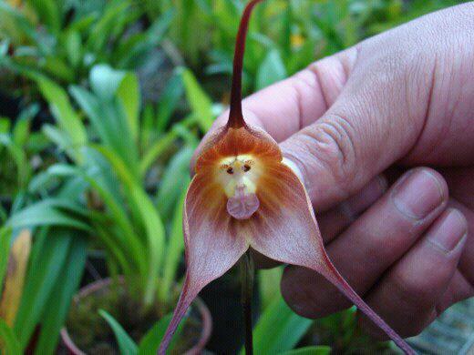 Monkey_Orchid.jpg