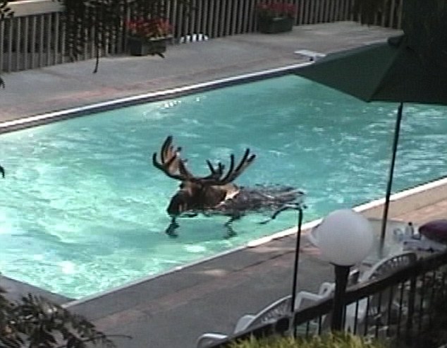 Moose in a swimming pool
Keywords: news, moose, swimming, pool