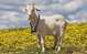 GoPro-Goat2.jpg