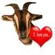 goat-valentine-love-you.jpg