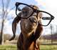 goat_glasses.jpg