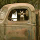 truck-driving-goat-signed-8x8-digital-archival-print.jpg