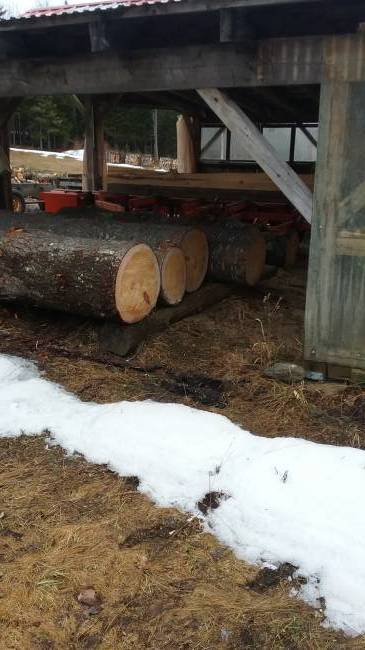 pine logs for 1x10 siding

