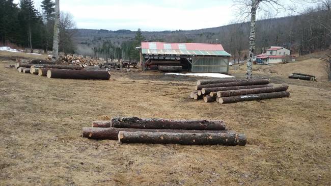 spruce logs harvested Jan 2022

