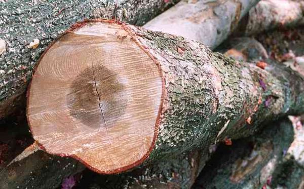 hard maple log
