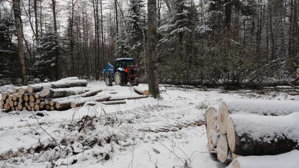 Yarding a large tamarack tree that had fallen in the opposite direction than I wanted!
