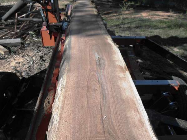 Opened old red oak log
