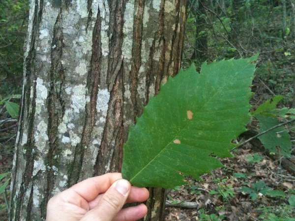 chestnut leaf
