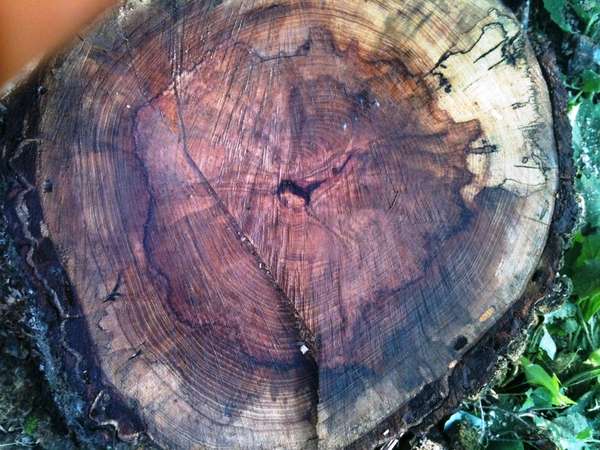 spalted hickory stump
