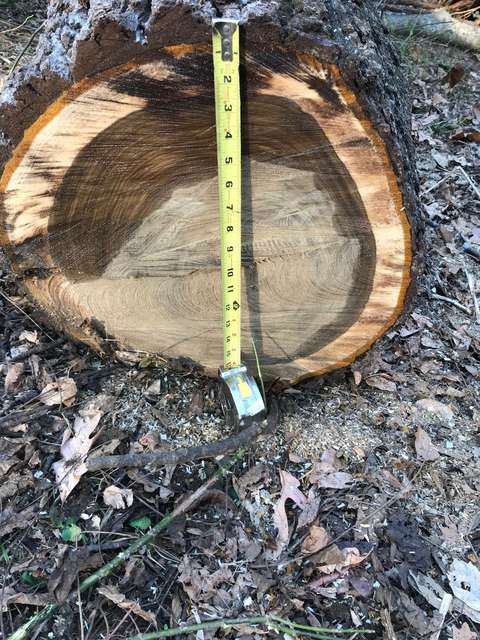 Second log off a stem
