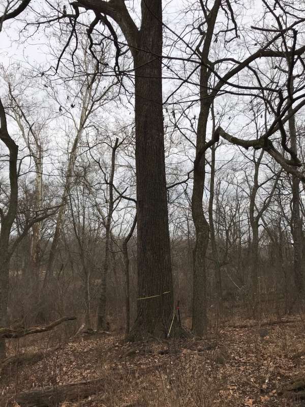 Nice old tree, 39" DBH and 1 1/2 logs
