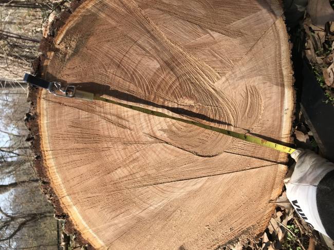 Cull tree
Smllest sap ring on cherry we've seen
