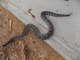 rattlesnake_at_sawmill_1.jpg