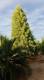 sequoia_2_5_26_2021_jpeg.jpg