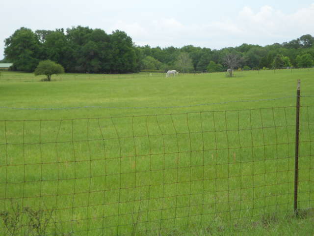 Green Pasture
