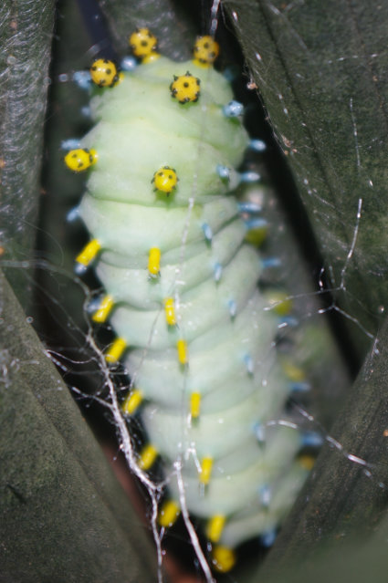 caterpillar-2912
