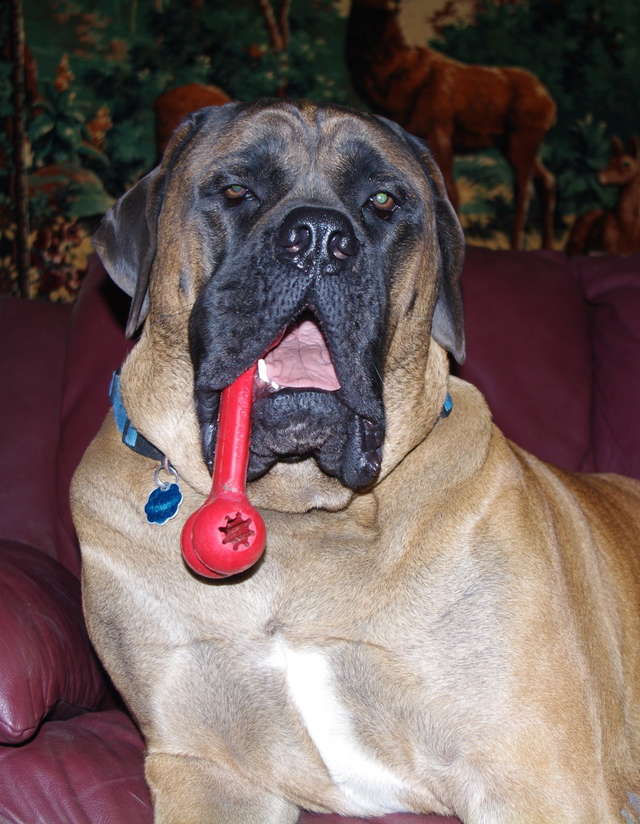 Marshall
English mastiff on couch with rubber bone

