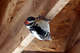woodpecker-1750.jpg
