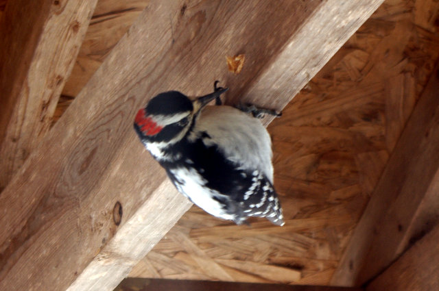 woodpecker-1750
