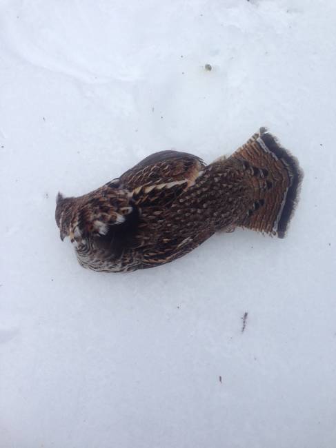Partridge
Broken neck from diving into the crusted snow.
Keywords: wildlife, animals,nature,