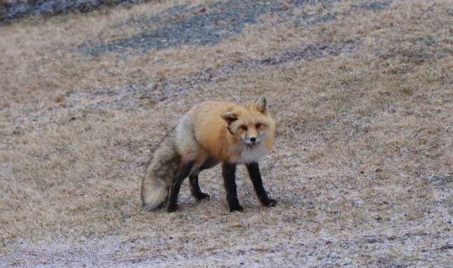 Lame fox
Keywords: wildlife, fox, weather
