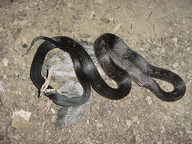 Black_snake_eating_a_pigeon.JPG