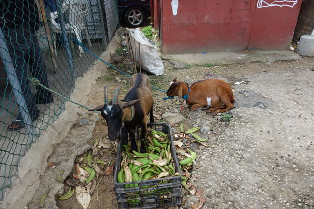Goat_meat_3.JPG