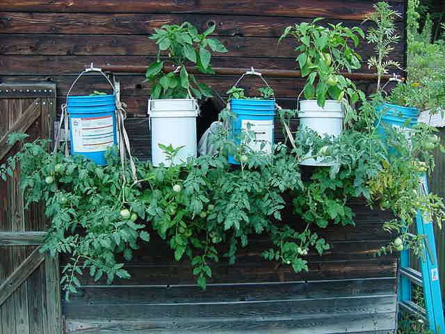 Tomatoes_in_buckets.JPG