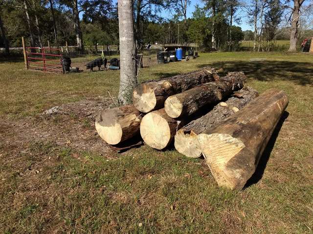 Lightning pine logs
