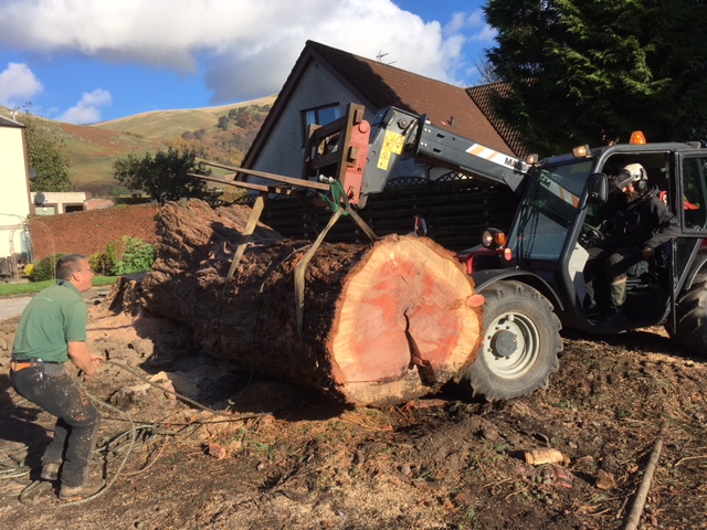 Redwood. From Scotland
150 year old Redwood. Felled because it was causing problems with the nearby properties.
