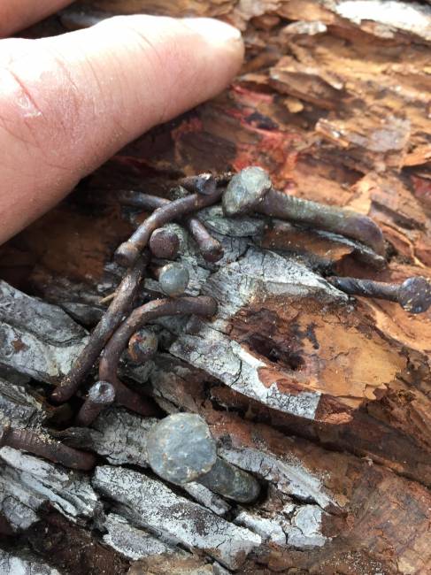 Cluster of nails in Pecan log
