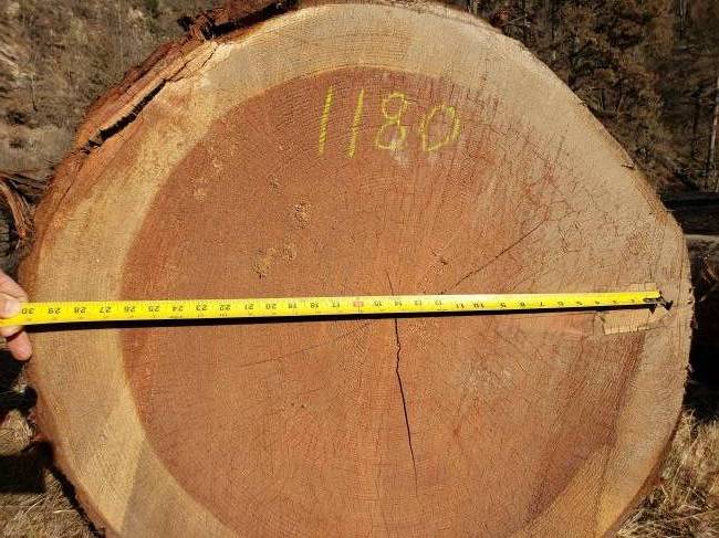 One of the better redwood logs, killed by CZU Fire August 2020
Keywords: One of the better redwood logs