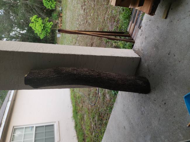 Unknown walnut log with black bark
A log from a tree cut in the woods in Ocala fl
Keywords: Log