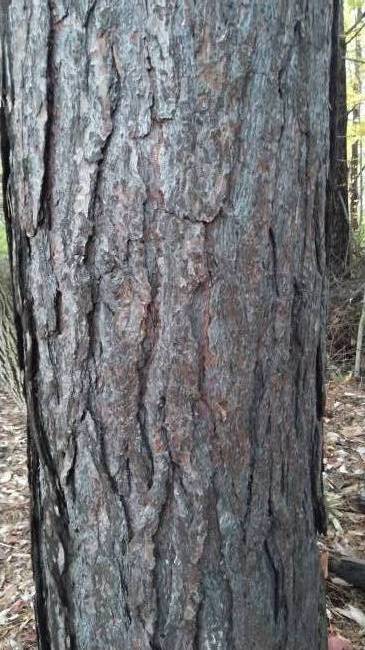 Close up of Ponderosa Pine Bark at 4 foot mark
