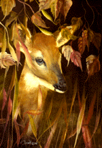thicket.gif (29486 bytes)